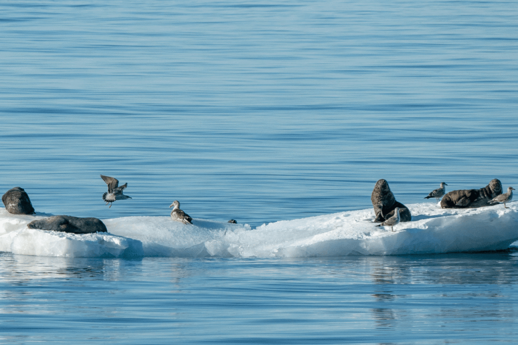 Seals resting on an ice floe in the frozen Bothnian Bay